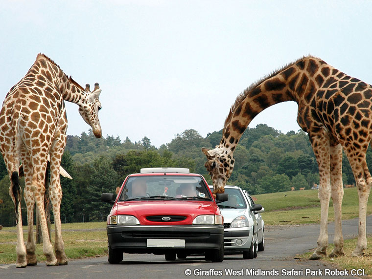 Giraffes at the West Midlands Safari Park 