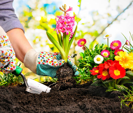 Planting flowers garden image